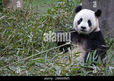 Panda giganti in un mucchio di rami di bambù, Wolong National Nature Reserve, provincia di Sichuan, Cina. Ailuropoda melanoleuca Foto Stock