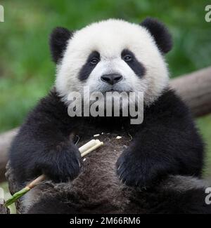 Cucciolo di panda per bambini in bambù presso il Giant Panda Breeding Centre, Wolong National Nature Reserve, provincia di Sichuan, Cina. Ailuropoda melanoleuca Foto Stock