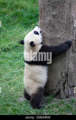Giovane panda in piedi e che raggiunge un tronco di albero nella Riserva Naturale Nazionale di Wolong, Provincia di Sichuan, Cina. Ailuropoda melanoleuca Foto Stock