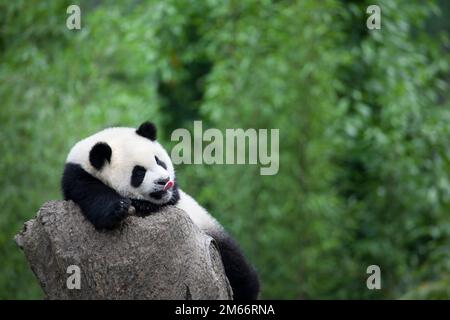 Panda gigante con la lingua fuori faccia leccante, che riposa su un ceppo dell'albero nella riserva naturale nazionale di Wolong, provincia di Sichuan, Cina. Ailuropoda melanoleuca Foto Stock