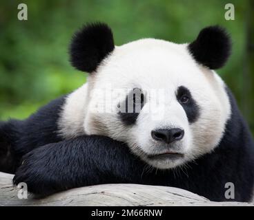 Panda gigante faccia in primo piano, riposante su tronco di albero, nella riserva naturale nazionale di Wolong, provincia di Sichuan, Cina. Ailuropoda melanoleuca Foto Stock