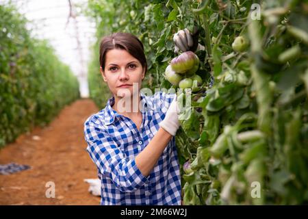 Orticoltore femminile vicino a maturazione pomodori viola in serra Foto Stock