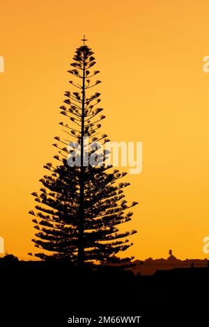 Norfolk Pine in Silhouette al mattino presto Foto Stock