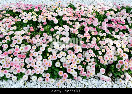 Bellis perennis Hybriden fiori margherite in un parco in primavera Foto Stock