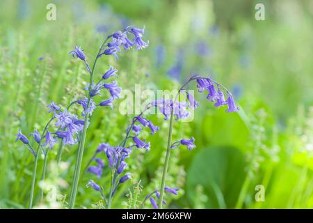 Bluebells pianta, bluebells spagnolo (hyacintoides hispanica) in fiore crescere in giardino boschivo in primavera, Regno Unito Foto Stock