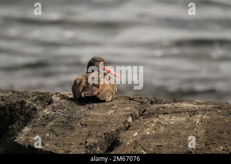 Un Oystercatcher nero (Haematopus bachmani) seduto su una costa rocciosa accanto all'oceano. Preso a Victoria, BC, Canada. Foto Stock