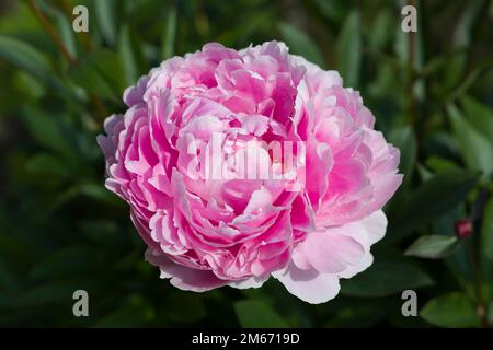 Singolo fiore di peonia rosa su una pianta che cresce in un giardino fiorito, Regno Unito Foto Stock