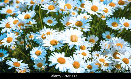 Campo di fiori di Daisy durante la primavera nei Paesi Bassi, sfondo di fiori di Daisy bianco Foto Stock