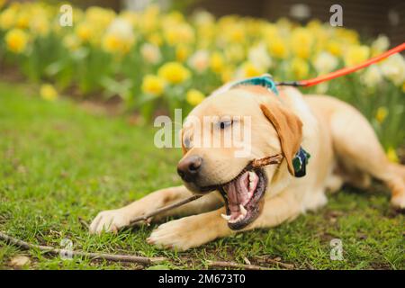 corgi yellow lab dog outdoors evento di nozze giocare con bastone by flowers felice cucciolo carino faccia del cane sull'erba e sul parco Foto Stock