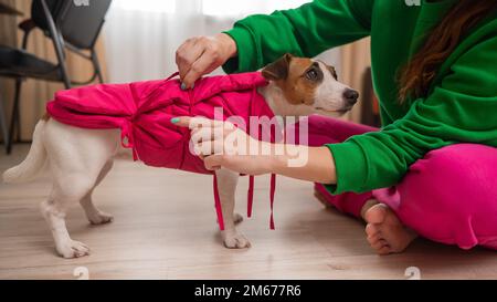 Donna caucasica vestire jack russell terrier cane in giubbotto rosa. Foto Stock