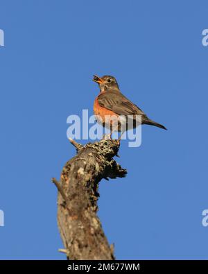 Un unico Robin americano (Turdus migratorius) arroccato alla fine di un ramo di albero morto con una bacca in bocca e un cielo blu chiaro sfondo. Presa Foto Stock