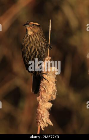 Una singola femmina di Blackbird con alette rosse (Agelaius phoeniceus) arroccata su una canna secca di coda di gatto al sole. Preso a Victoria, BC, Canada. Foto Stock