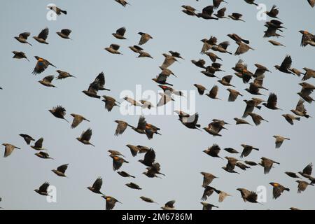 Foto ravvicinata di un gregge di uccelli rossi (Agelaius phoeniceus) in volo contro un cielo blu. Preso in BC, Canada. Foto Stock