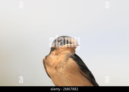 Un ritratto di primo piano di un singolo fienile Swallow (irundo rustica) con uno sfondo bianco o azzurro, che mostra dettagli di piume, volto e testa. Tak Foto Stock