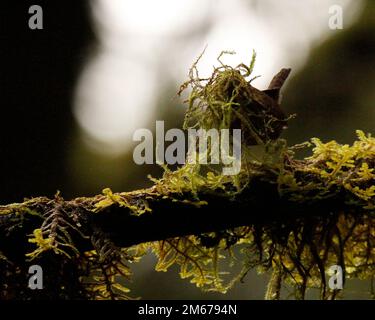 Un ren pacifico (Troglodytes pacificus) che raccoglie un mazzo di muschio su un ramo dell'albero della foresta per il relativo nido. Preso a Victoria, BC, Canada. Foto Stock