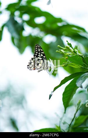 Primo piano immagine macro di una bella farfalla monarca che si trova su una foglia con sfondo sfocato, bella farfalla seduta su una foglia di una pianta o di un albero, Foto Stock