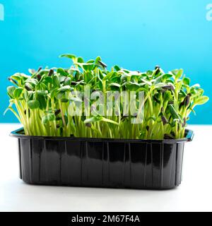 I microgreens di girasole in un vassoio di plastica I germogli di Microgreen sono alimenti sani e freschi. Germinazione di microgreens su tappeti biodegradabili di canapa. Germina Foto Stock