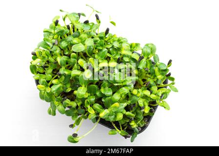 Girasole microgreens in un vassoio di plastica su un tavolo bianco, vista dall'alto. I germogli di Microgreen sono alimenti sani e freschi. Foto Stock