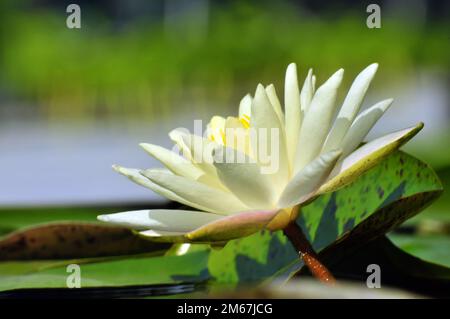 Fiori di loto fioriti in stagno Foto Stock