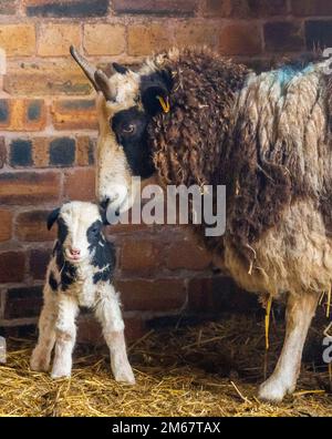 Greenlaw, Regno Unito. 01st Jan, 2023. 1st gennaio 2023/ Greenlaw, Scottish Borders, Scotland, UK. Felice Ewe YearÉ. PIC mostra un nuovo agnello di pecora di Jacob nato nelle prime ore del giorno 2023 degli anni della notizia, nella fattoria Greenlaw Mill ai confini scozzesi, in Scozia. Le pecore di Jacob sono una pecora modellata graziosa conosciuta per le corna lunghe che hanno. Picture Credit: phil wilkinson/Alamy Live News Foto Stock