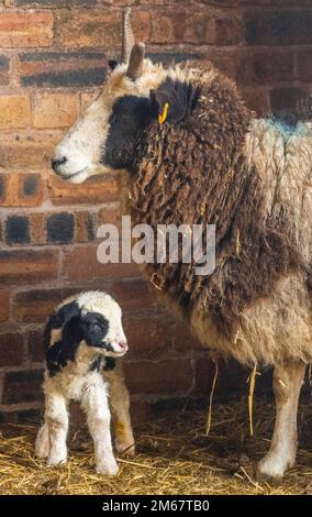 Greenlaw, Regno Unito. 01st Jan, 2023. 1st gennaio 2023/ Greenlaw, Scottish Borders, Scotland, UK. Felice Ewe YearÉ. PIC mostra un nuovo agnello di pecora di Jacob nato nelle prime ore del giorno 2023 degli anni della notizia, nella fattoria Greenlaw Mill ai confini scozzesi, in Scozia. Le pecore di Jacob sono una pecora modellata graziosa conosciuta per le corna lunghe che hanno. Picture Credit: phil wilkinson/Alamy Live News Foto Stock