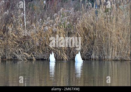 Vienna, Austria. Cigni muti (Cygnus olor) foraging in acqua Foto Stock