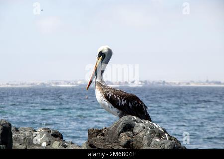 Un primo piano di un pellicano peruviano seduto su una superficie rocciosa contro il mare blu Foto Stock