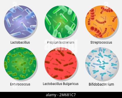 Flora batterica in serie circolare, illustrazione con isolamento vettoriale. Lactobacillus, propionibacterium, streptococcus, enterococcus, lactobacillus bulgaricus, Illustrazione Vettoriale