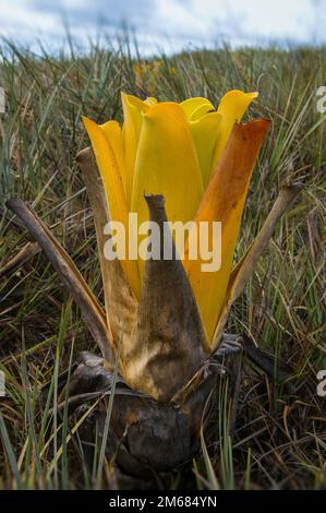 Caraffa gialla della bromeliad carnivora Brocchinia redutta, Gran Sabana, Venezuela Foto Stock