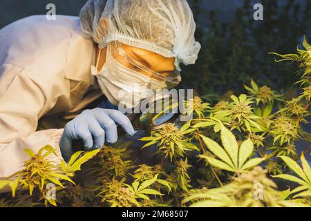 Una scienziata femminile che usa la lente di ingrandimento per controllare le sue piante di cannabis, le foglie e i fiori sul campo, il concetto di medicina alle erbe, la ricerca sulla cannabis, c Foto Stock