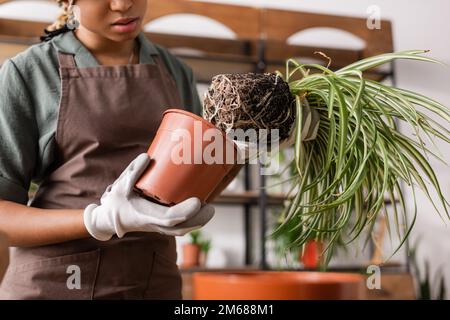 vista parziale del fiorista afro-americano in guanti da lavoro che prendono la pianta da flowerpot, immagine stock Foto Stock