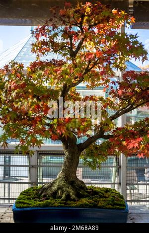 Bonsai Trees Collection, Brooklyn Botanic Garden, fondata nel 1910, Brooklyn, New York City, STATI UNITI, Foto Stock