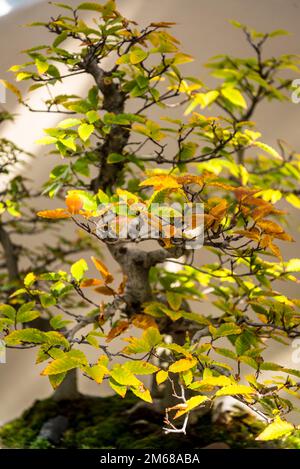 Bonsai Trees Collection, Brooklyn Botanic Garden, fondata nel 1910, Brooklyn, New York City, STATI UNITI, Foto Stock