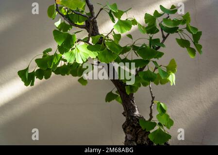 Ginko biloba, Maidenhair Tree, Bonsai Trees Collection, Brooklyn Botanic Garden, fondata nel 1910, New York City, Stati Uniti, Foto Stock