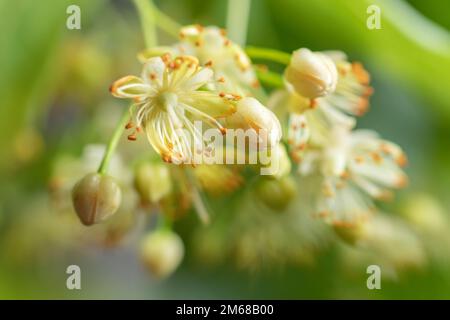 Fiore giallo di tiglio di Tilia cordata lime a foglia piccola, fiori di tiglio a foglia piccola o fiore di tiglio a foglia piccola , primo piano banner. Fioritura botanica Foto Stock