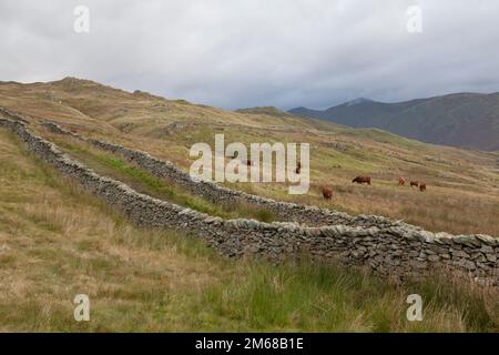 Il bestiame pascola lungo Nanny Lane, una vecchia strada che conduce a Wansfell Pike, da Troutbeck nel Lake District Foto Stock