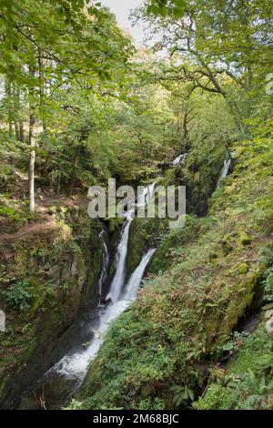 La cascata di Stock Ghyll Force è a pochi passi attraverso una valle boscosa dalla città di Ambleside nel Lake District Foto Stock