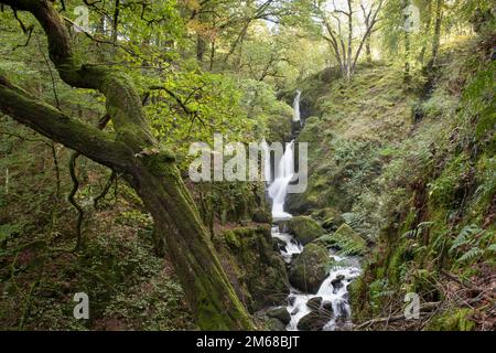 La cascata di Stock Ghyll Force è a pochi passi attraverso una valle boscosa dalla città di Ambleside nel Lake District Foto Stock