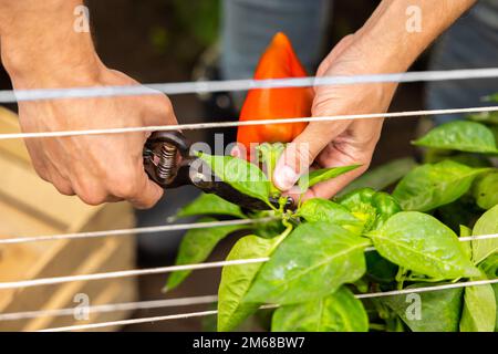 Agronomo esperto che raccoglie il raccolto delle colture vegetali Foto Stock