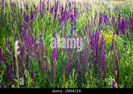 Primo piano pianta a base di erbe di Salvia nemorosa con fiori viola in un prato. Foto Stock