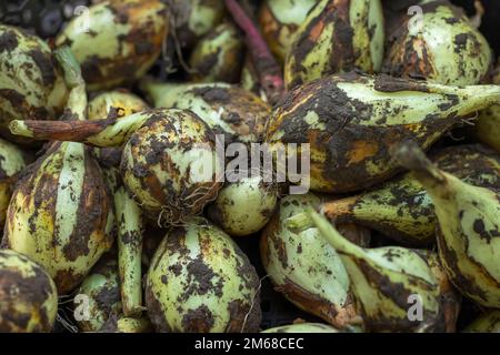 Primo piano di cipolle fresche. Bulbi di cipolla appena scavati. Cipolle dopo la raccolta. Sfondo cipolla, Foto Stock