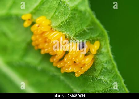 Colorado patate uova barbabietola mangiare foglie di patate, Leptinotarsa decemlineata. Foto Stock