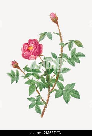 Illustrazione della rosa di muschio in fiore d'epoca Illustrazione Vettoriale
