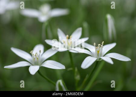 Ornithogalum fiori. bella fioritura nel giardino primaverile. Molti fiori bianchi di Ornithogalum. Ornithogalum umbellatum graminacee in fiore, orn piccolo Foto Stock