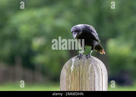 corvo singolo seduto su un palo di legno con sfondo verde sfocato Foto Stock