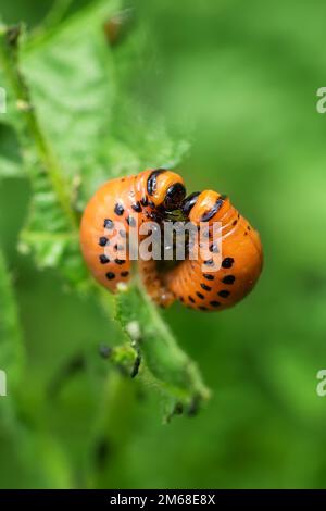 Un sacco di coleotteri di patate rosse Colorado su una foglia di patate verde il giorno d'estate. Foto Stock