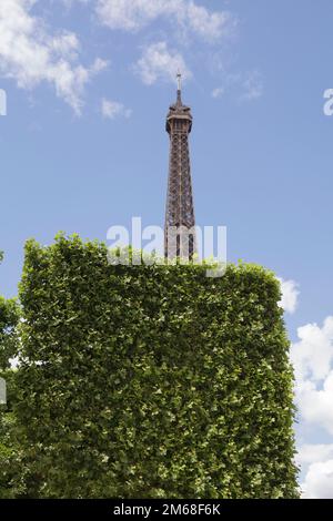 La Torre Eiffel dietro un albero tagliato a Parigi Foto Stock