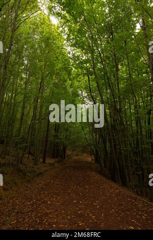 Parco naturale di Polonezkoy e percorso per jogging o escursioni in vista verticale. Concetto di aree ricreative. Foto Stock