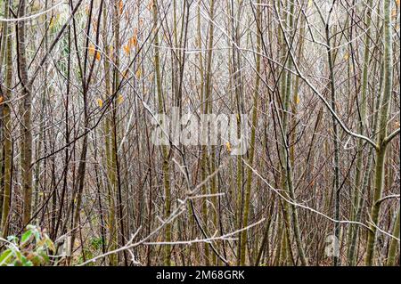 Condimenti di castagne dolci gelide in una coppice di castagne inglese, East Sussex, UK. Castanea sativa Foto Stock