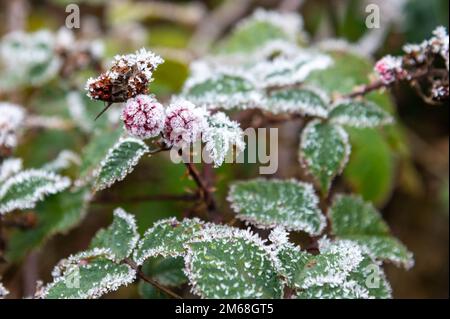 More e foglie ghiacciate nel mese di dicembre, Inghilterra UK. Rubus frutticosus Foto Stock